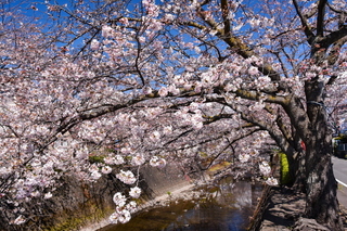 fuji_sakura201901k.jpg
