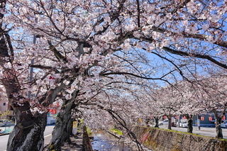 fuji_sakura201901l.jpg