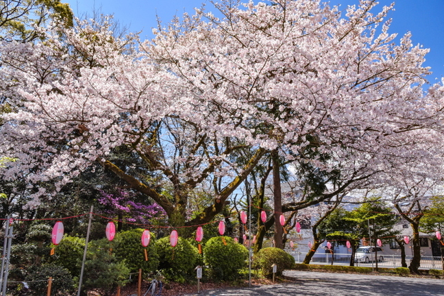 fuji_sakura201901m.jpg