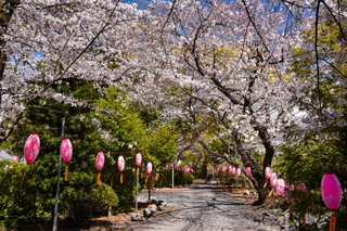 fuji_sakura201901n.jpg