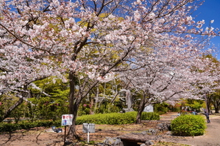 fuji_sakura201901o.jpg