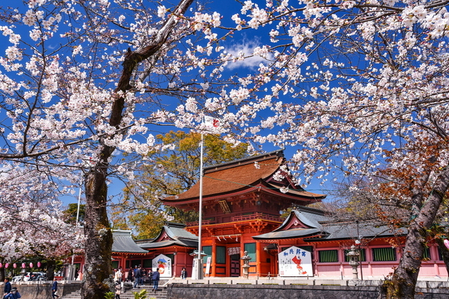 fuji_sakura201901p.jpg