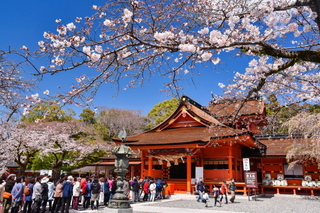 fuji_sakura201901q.jpg