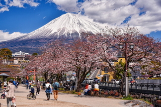 fuji_sakura201901r.jpg