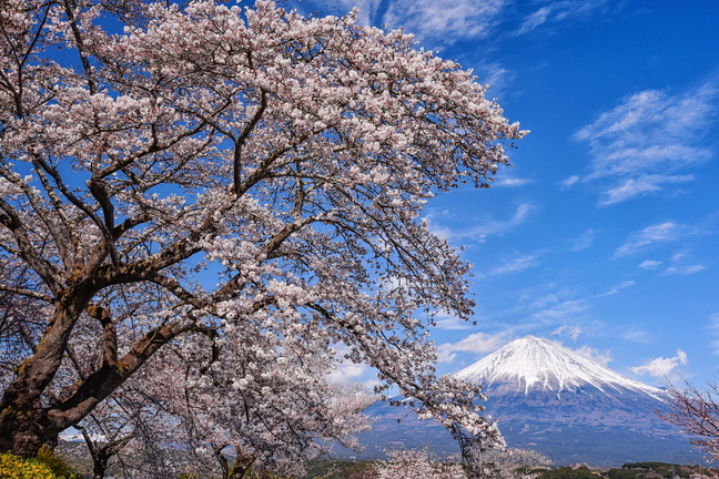 fuji_sakura201901s.jpg