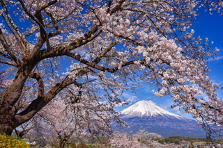 fuji_sakura201901t.jpg