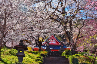 fuji_sakura201901u.jpg