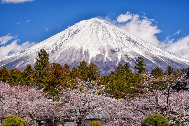 fuji_sakura201901v.jpg