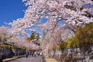 fuji_sakura201901w.jpg