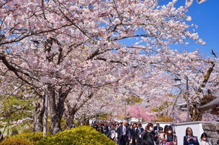 fuji_sakura201901x.jpg