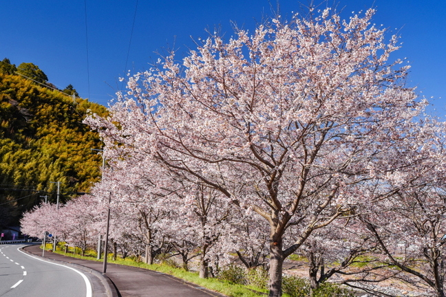 fuji_sakura201901y.jpg