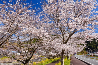 fuji_sakura201901z.jpg