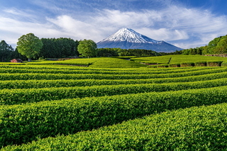 fuji_shincha2020e.jpg