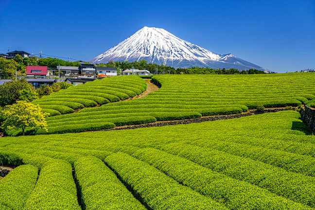 fuji_shincha2020j.jpg
