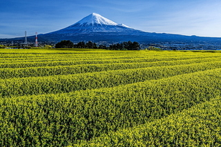 fuji_shincha2020q.jpg