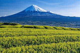 fuji_shincha2020r.jpg