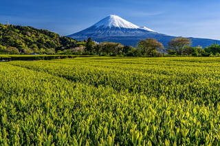 fuji_shincha2020x.jpg
