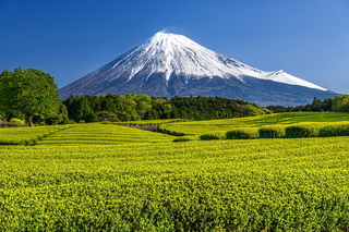 fuji_shincha2021c.jpg