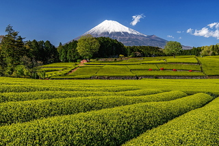 fuji_shincha2021e.jpg