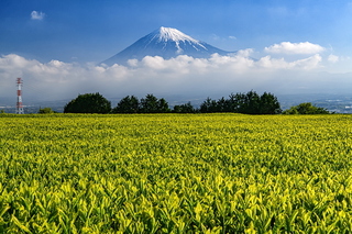 fuji_shincha2021p.jpg