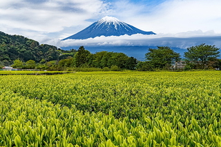fuji_shincha2021q.jpg