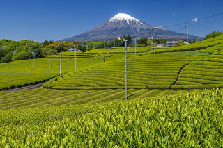 fuji_shincha2021s.jpg