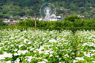fuji_sobabatake2021g.jpg