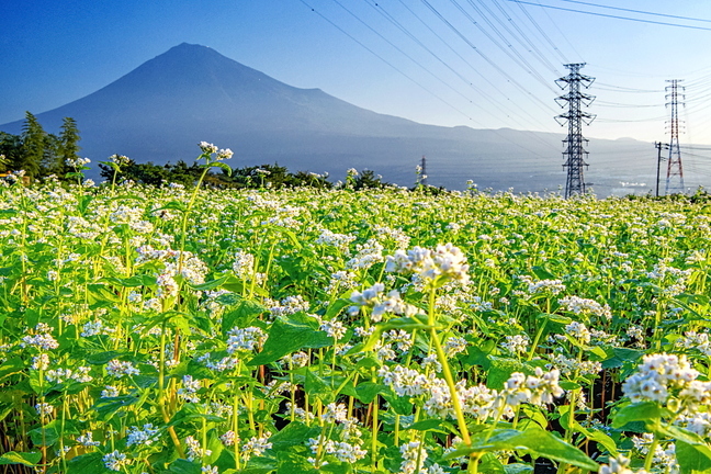 fuji_sobabatake2021h.jpg