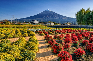 fujibosagiku2020i.jpg
