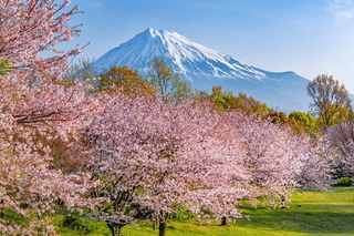 fujisakura2020_02b.jpg