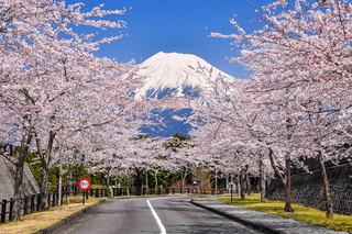 fujisakura2020_02r.jpg