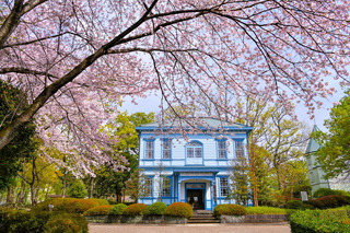 fujisakura2021_02h.jpg