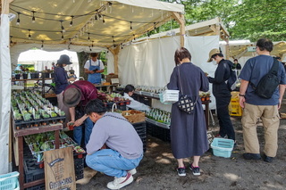 fujiyamadays202406n.jpg