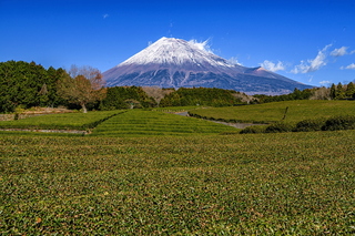 hatsufuji2021n.jpg