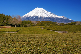 hatsufuji2022i.jpg