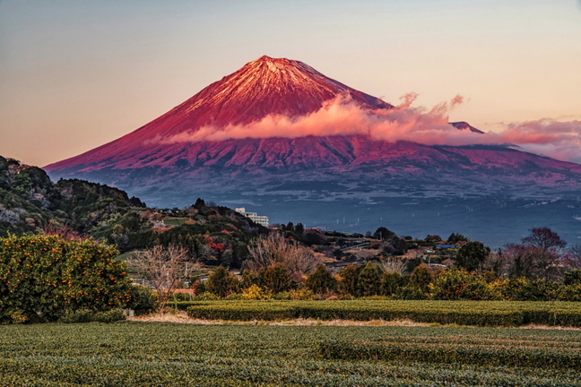 hatsufuji2025j.jpg