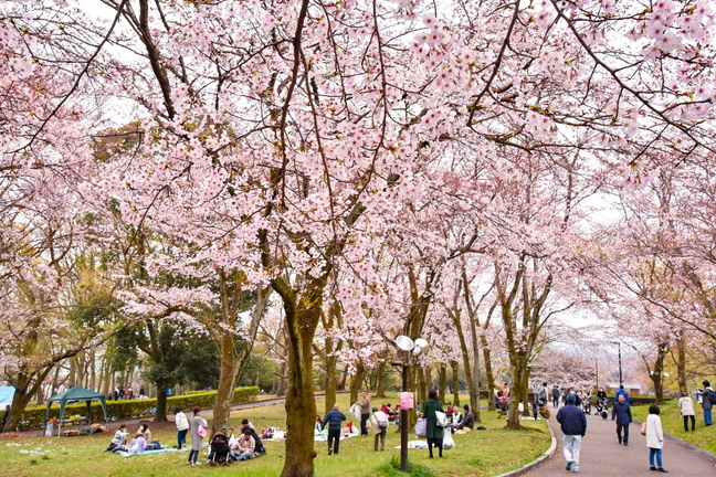 hiromisakurafes2019k.jpg