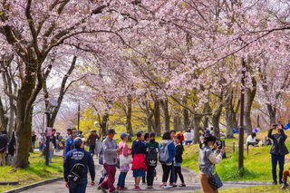 hiromisakurafes2019l.jpg