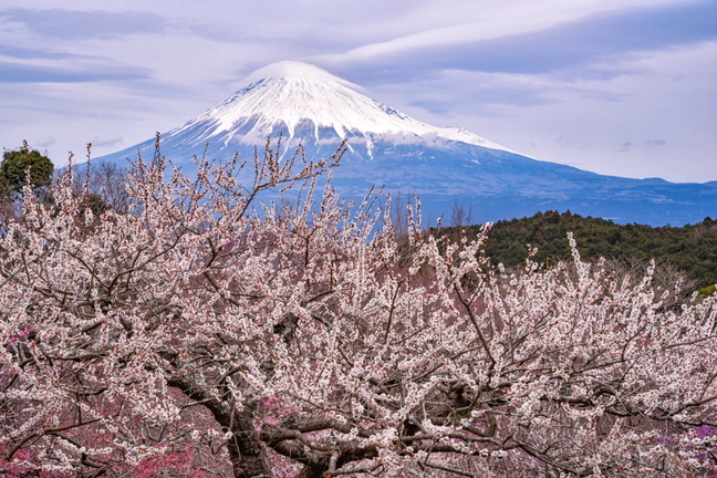 iwaharuichi20190310h.jpg