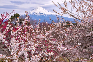 iwaharuichi20190310i.jpg