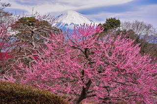 iwaharuichi20190310j.jpg