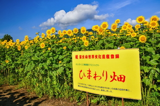 iwakarihimawari2022p.jpg