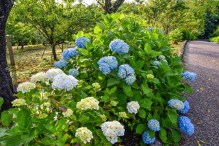 iwamoto20190601b.jpg