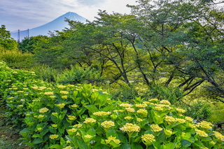 iwamoto20190601d.jpg