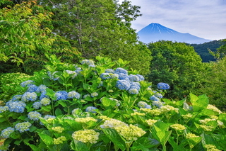 iwamoto20190601e.jpg