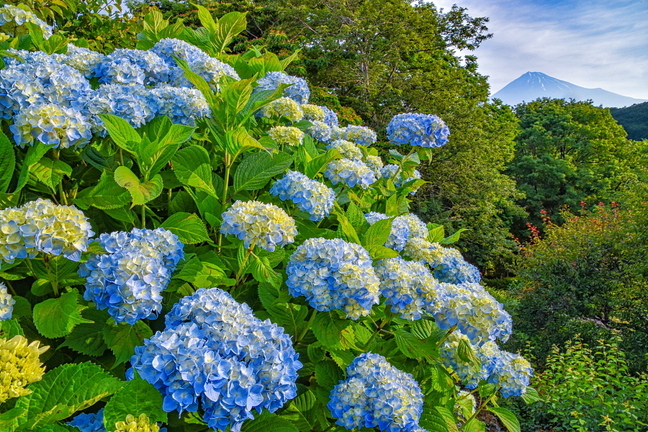 iwamoto20190601f.jpg