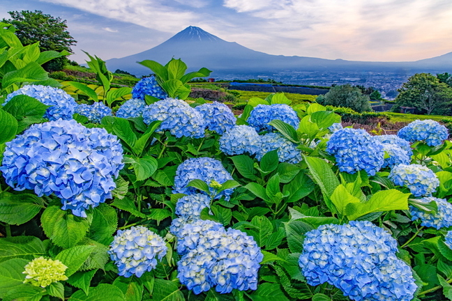 iwamoto20190601g.jpg