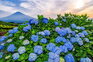 iwamoto20190601h.jpg