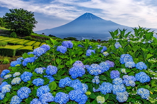 iwamoto20190601i.jpg