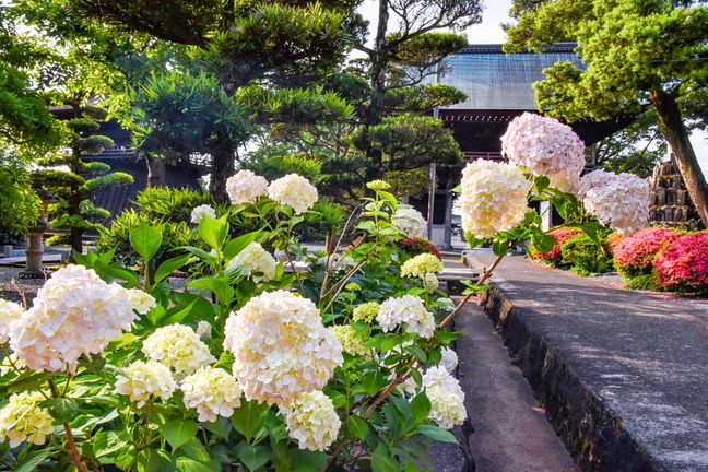 iwamoto20190601j.jpg